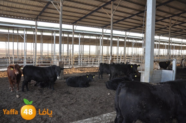 3ojojl shamal (12).JPG